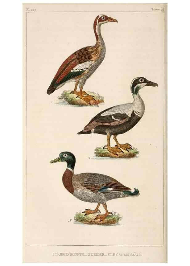 Reproducción/Reproduction 25389665132: Oeuvres complètes de Buffon,. Paris,F.D. Pillot,1830-32 [v. 1, 1831]