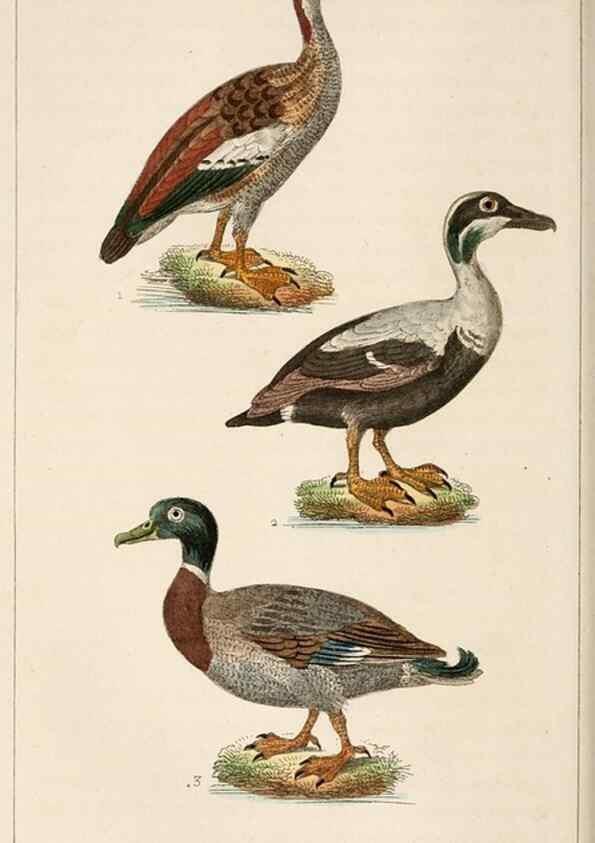 Reproducción/Reproduction 25389665132: Oeuvres complètes de Buffon,. Paris,F.D. Pillot,1830-32 [v. 1, 1831]