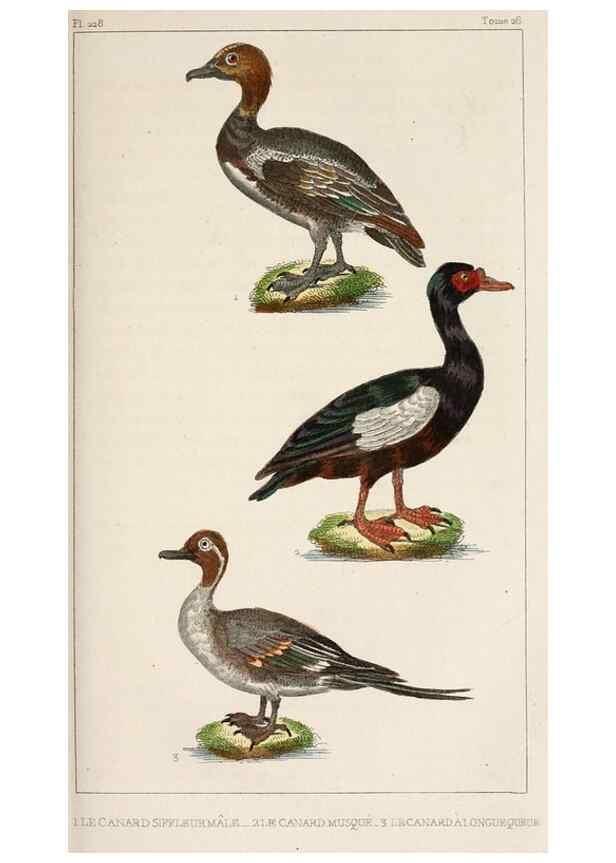 Reproducción/Reproduction 25389671432: Oeuvres complètes de Buffon,. Paris,F.D. Pillot,1830-32 [v. 1, 1831]