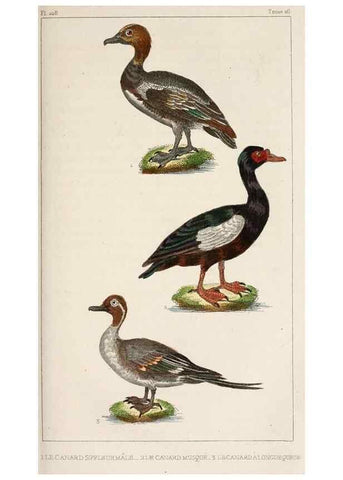 Reproducción/Reproduction 25389671432: Oeuvres complètes de Buffon,. Paris,F.D. Pillot,1830-32 [v. 1, 1831]