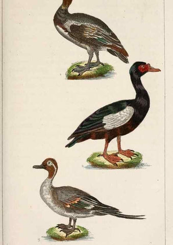 Reproducción/Reproduction 25389671432: Oeuvres complètes de Buffon,. Paris,F.D. Pillot,1830-32 [v. 1, 1831]