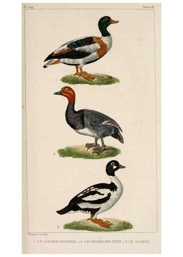 Reproducción/Reproduction 25389679712: Oeuvres complètes de Buffon,. Paris,F.D. Pillot,1830-32 [v. 1, 1831]