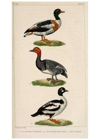 Reproducción/Reproduction 25389679712: Oeuvres complètes de Buffon,. Paris,F.D. Pillot,1830-32 [v. 1, 1831]