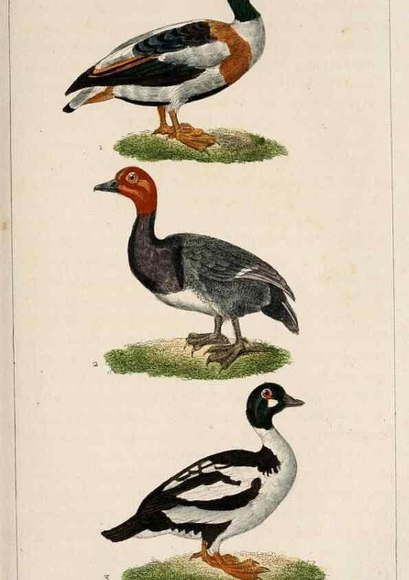 Reproducción/Reproduction 25389679712: Oeuvres complètes de Buffon,. Paris,F.D. Pillot,1830-32 [v. 1, 1831]