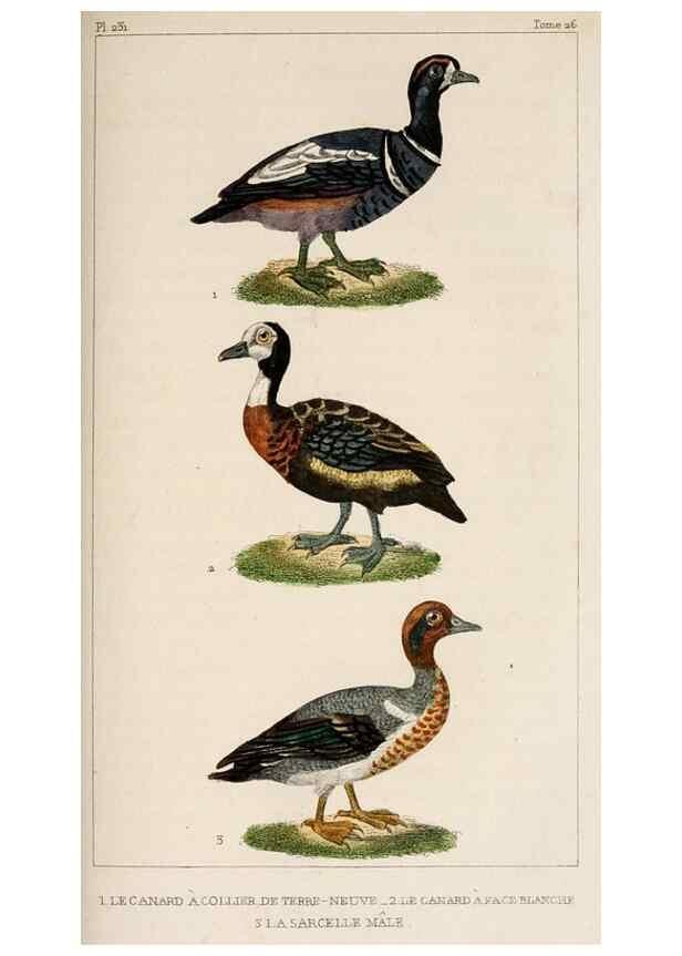Reproducción/Reproduction 25389685522: Oeuvres complètes de Buffon,. Paris,F.D. Pillot,1830-32 [v. 1, 1831]
