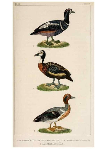 Reproducción/Reproduction 25389685522: Oeuvres complètes de Buffon,. Paris,F.D. Pillot,1830-32 [v. 1, 1831]
