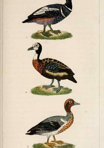 Reproducción/Reproduction 25389685522: Oeuvres complètes de Buffon,. Paris,F.D. Pillot,1830-32 [v. 1, 1831]