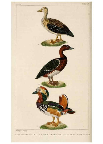 Reproducción/Reproduction 25389691892: Oeuvres complètes de Buffon,. Paris,F.D. Pillot,1830-32 [v. 1, 1831]