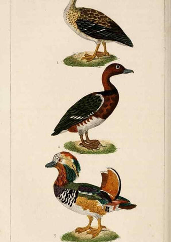 Reproducción/Reproduction 25389691892: Oeuvres complètes de Buffon,. Paris,F.D. Pillot,1830-32 [v. 1, 1831]