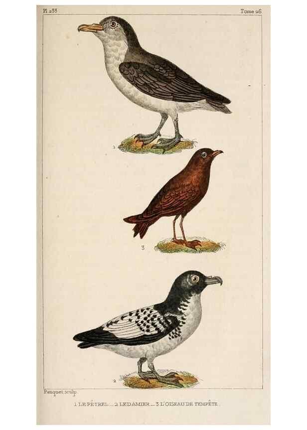 Reproducción/Reproduction 24881465953: Oeuvres complètes de Buffon,. Paris,F.D. Pillot,1830-32 [v. 1, 1831]