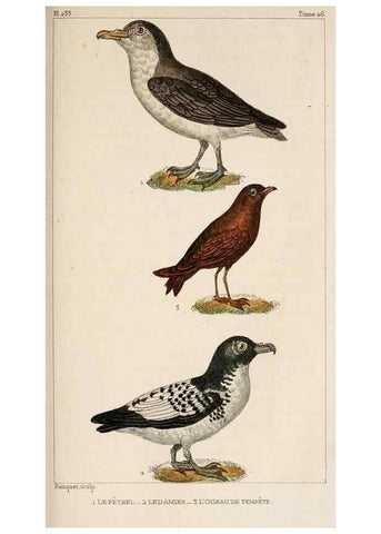 Reproducción/Reproduction 24881465953: Oeuvres complètes de Buffon,. Paris,F.D. Pillot,1830-32 [v. 1, 1831]