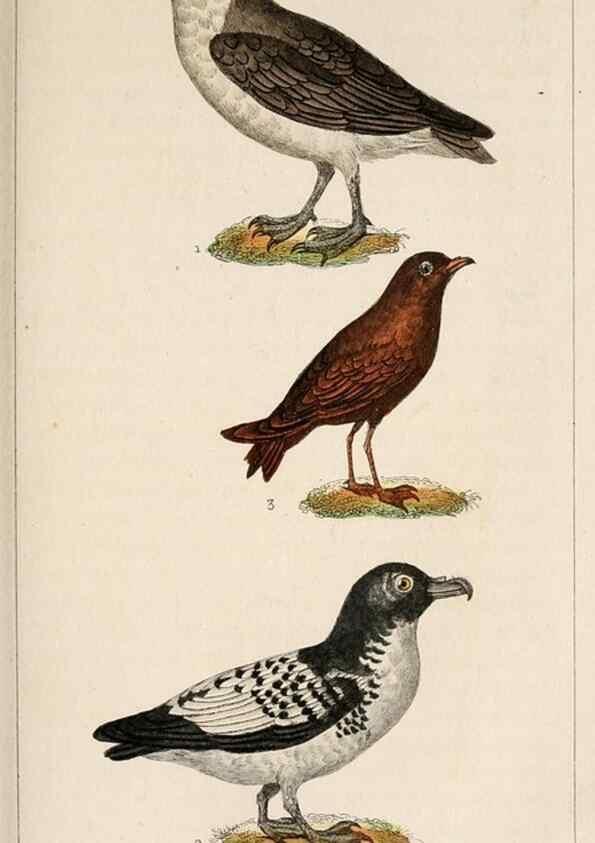 Reproducción/Reproduction 24881465953: Oeuvres complètes de Buffon,. Paris,F.D. Pillot,1830-32 [v. 1, 1831]