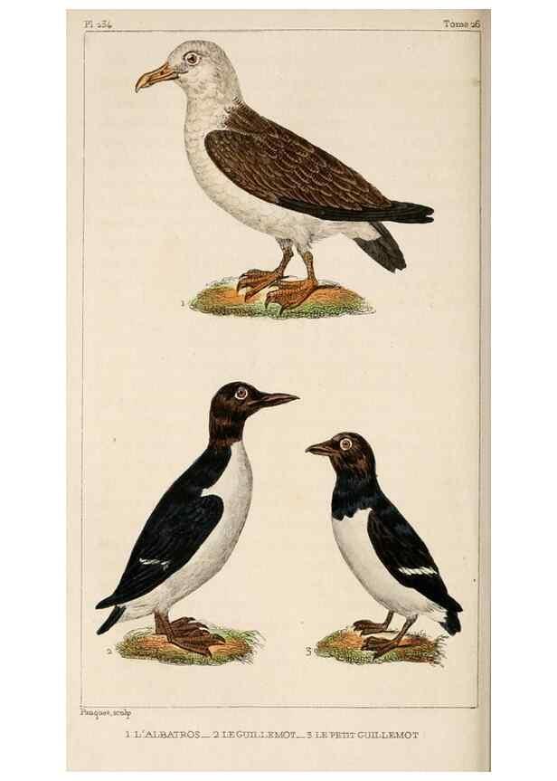 Reproducción/Reproduction 25482082836: Oeuvres complètes de Buffon,. Paris,F.D. Pillot,1830-32 [v. 1, 1831]