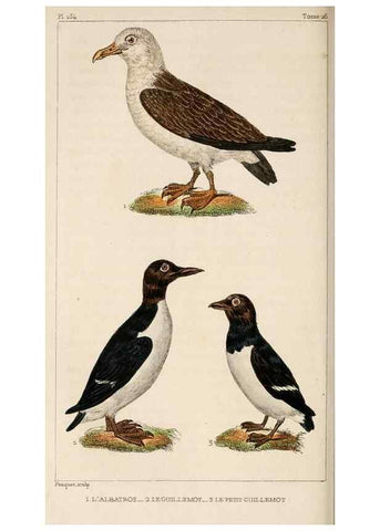Reproducción/Reproduction 25482082836: Oeuvres complètes de Buffon,. Paris,F.D. Pillot,1830-32 [v. 1, 1831]