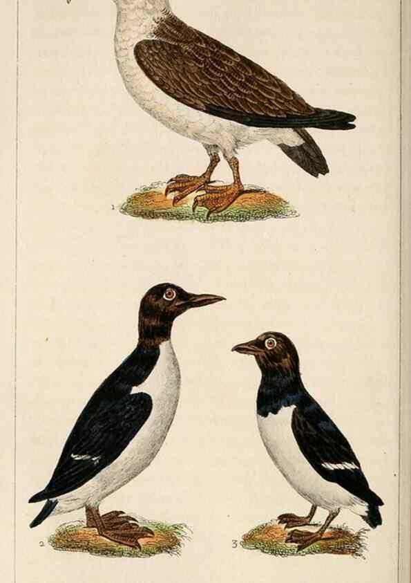 Reproducción/Reproduction 25482082836: Oeuvres complètes de Buffon,. Paris,F.D. Pillot,1830-32 [v. 1, 1831]