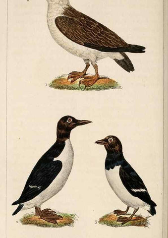 Reproducción/Reproduction 25482082836: Oeuvres complètes de Buffon,. Paris,F.D. Pillot,1830-32 [v. 1, 1831]