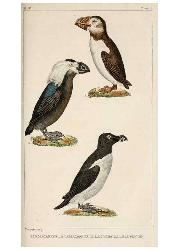 Reproducción/Reproduction 25140661769: Oeuvres complètes de Buffon,. Paris,F.D. Pillot,1830-32 [v. 1, 1831]