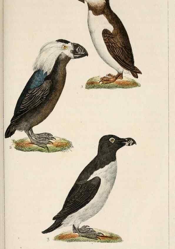 Reproducción/Reproduction 25140661769: Oeuvres complètes de Buffon,. Paris,F.D. Pillot,1830-32 [v. 1, 1831]