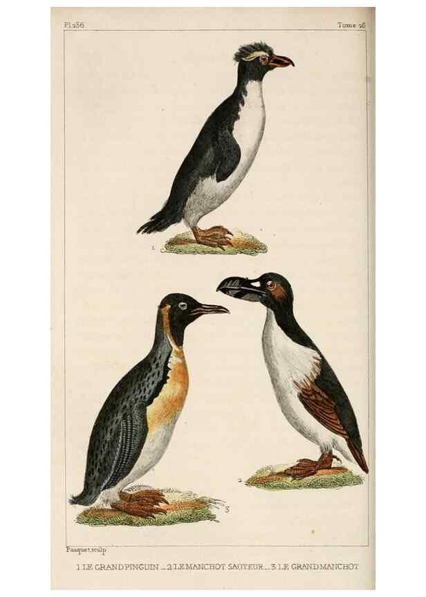 Reproducción/Reproduction 25508198855: Oeuvres complètes de Buffon,. Paris,F.D. Pillot,1830-32 [v. 1, 1831]