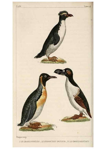 Reproducción/Reproduction 25508198855: Oeuvres complètes de Buffon,. Paris,F.D. Pillot,1830-32 [v. 1, 1831]