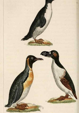 Reproducción/Reproduction 25508198855: Oeuvres complètes de Buffon,. Paris,F.D. Pillot,1830-32 [v. 1, 1831]