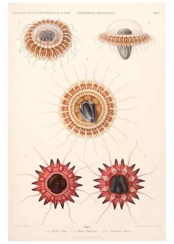 Reproducción/Reproduction 25808449376: Wissenschaftliche Ergebnisse der Deutschen Tiefsee-Expedition auf dem Dampfer ""Valdivia"" 1898-1899.. Jena,G. Fischer,1902-40.