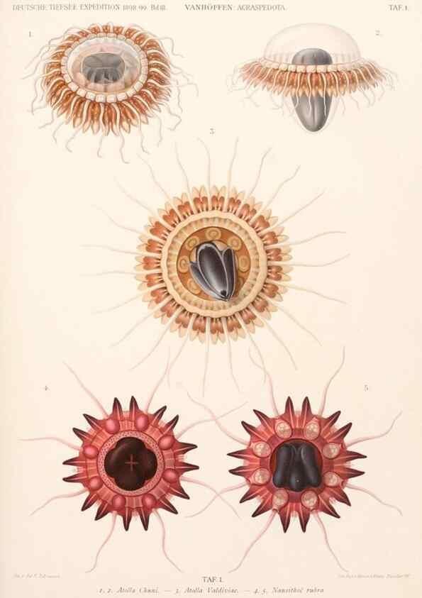 Reproducción/Reproduction 25808449376: Wissenschaftliche Ergebnisse der Deutschen Tiefsee-Expedition auf dem Dampfer ""Valdivia"" 1898-1899.. Jena,G. Fischer,1902-40.