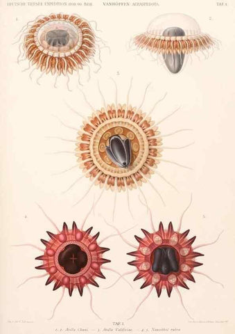 Reproducción/Reproduction 25808449376: Wissenschaftliche Ergebnisse der Deutschen Tiefsee-Expedition auf dem Dampfer ""Valdivia"" 1898-1899.. Jena,G. Fischer,1902-40.