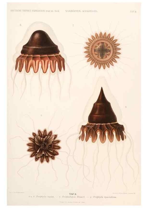 Reproducción/Reproduction 25713571032: Wissenschaftliche Ergebnisse der Deutschen Tiefsee-Expedition auf dem Dampfer ""Valdivia"" 1898-1899.. Jena,G. Fischer,1902-40.