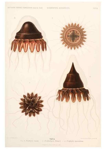 Reproducción/Reproduction 25713571032: Wissenschaftliche Ergebnisse der Deutschen Tiefsee-Expedition auf dem Dampfer ""Valdivia"" 1898-1899.. Jena,G. Fischer,1902-40.