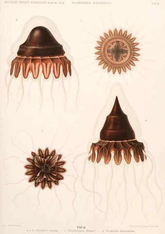 Reproducción/Reproduction 25713571032: Wissenschaftliche Ergebnisse der Deutschen Tiefsee-Expedition auf dem Dampfer ""Valdivia"" 1898-1899.. Jena,G. Fischer,1902-40.