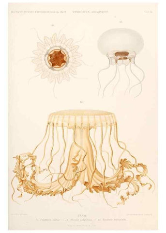 Reproducción/Reproduction 25204004254: Wissenschaftliche Ergebnisse der Deutschen Tiefsee-Expedition auf dem Dampfer ""Valdivia"" 1898-1899.. Jena,G. Fischer,1902-40.