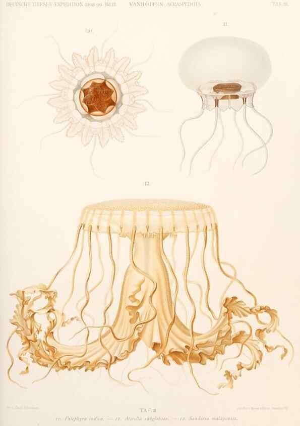 Reproducción/Reproduction 25204004254: Wissenschaftliche Ergebnisse der Deutschen Tiefsee-Expedition auf dem Dampfer ""Valdivia"" 1898-1899.. Jena,G. Fischer,1902-40.