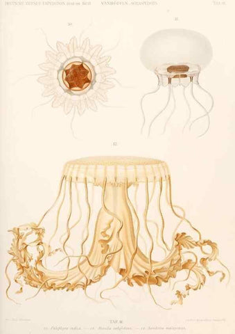 Reproducción/Reproduction 25204004254: Wissenschaftliche Ergebnisse der Deutschen Tiefsee-Expedition auf dem Dampfer ""Valdivia"" 1898-1899.. Jena,G. Fischer,1902-40.