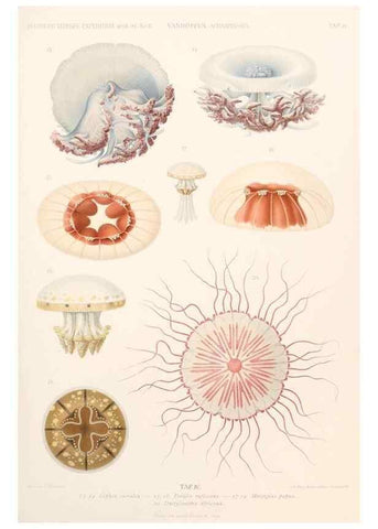 Reproducción/Reproduction 25808458986: Wissenschaftliche Ergebnisse der Deutschen Tiefsee-Expedition auf dem Dampfer ""Valdivia"" 1898-1899.. Jena,G. Fischer,1902-40.