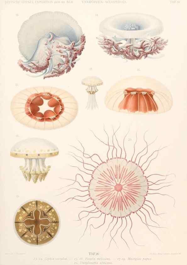 Reproducción/Reproduction 25808458986: Wissenschaftliche Ergebnisse der Deutschen Tiefsee-Expedition auf dem Dampfer ""Valdivia"" 1898-1899.. Jena,G. Fischer,1902-40.
