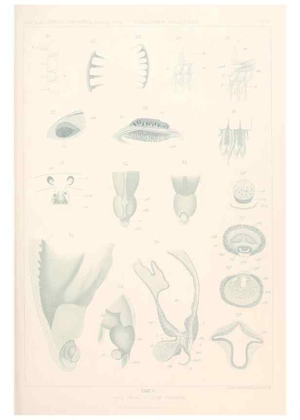 Reproducción/Reproduction 25808461736: Wissenschaftliche Ergebnisse der Deutschen Tiefsee-Expedition auf dem Dampfer ""Valdivia"" 1898-1899.. Jena,G. Fischer,1902-40.