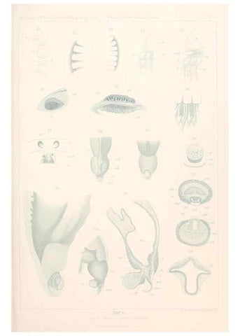 Reproducción/Reproduction 25808461736: Wissenschaftliche Ergebnisse der Deutschen Tiefsee-Expedition auf dem Dampfer ""Valdivia"" 1898-1899.. Jena,G. Fischer,1902-40.