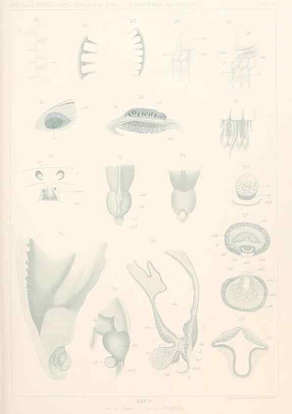 Reproducción/Reproduction 25808461736: Wissenschaftliche Ergebnisse der Deutschen Tiefsee-Expedition auf dem Dampfer ""Valdivia"" 1898-1899.. Jena,G. Fischer,1902-40.