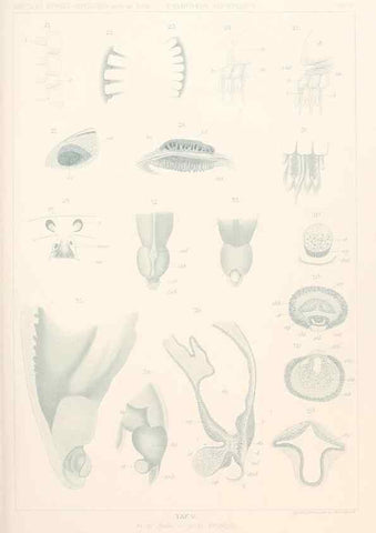Reproducción/Reproduction 25808461736: Wissenschaftliche Ergebnisse der Deutschen Tiefsee-Expedition auf dem Dampfer ""Valdivia"" 1898-1899.. Jena,G. Fischer,1902-40.