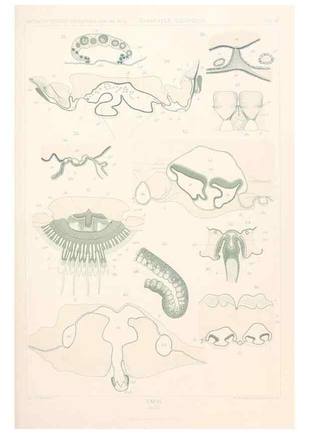Reproducción/Reproduction 25207929273: Wissenschaftliche Ergebnisse der Deutschen Tiefsee-Expedition auf dem Dampfer ""Valdivia"" 1898-1899.. Jena,G. Fischer,1902-40.