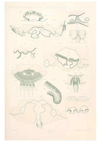 Reproducción/Reproduction 25207929273: Wissenschaftliche Ergebnisse der Deutschen Tiefsee-Expedition auf dem Dampfer ""Valdivia"" 1898-1899.. Jena,G. Fischer,1902-40.
