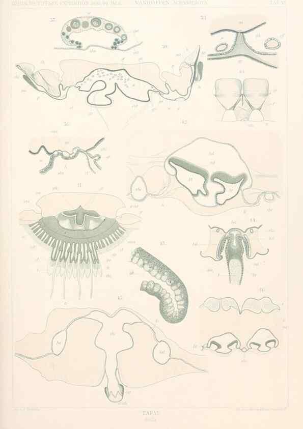 Reproducción/Reproduction 25207929273: Wissenschaftliche Ergebnisse der Deutschen Tiefsee-Expedition auf dem Dampfer ""Valdivia"" 1898-1899.. Jena,G. Fischer,1902-40.