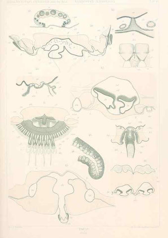 Reproducción/Reproduction 25207929273: Wissenschaftliche Ergebnisse der Deutschen Tiefsee-Expedition auf dem Dampfer ""Valdivia"" 1898-1899.. Jena,G. Fischer,1902-40.