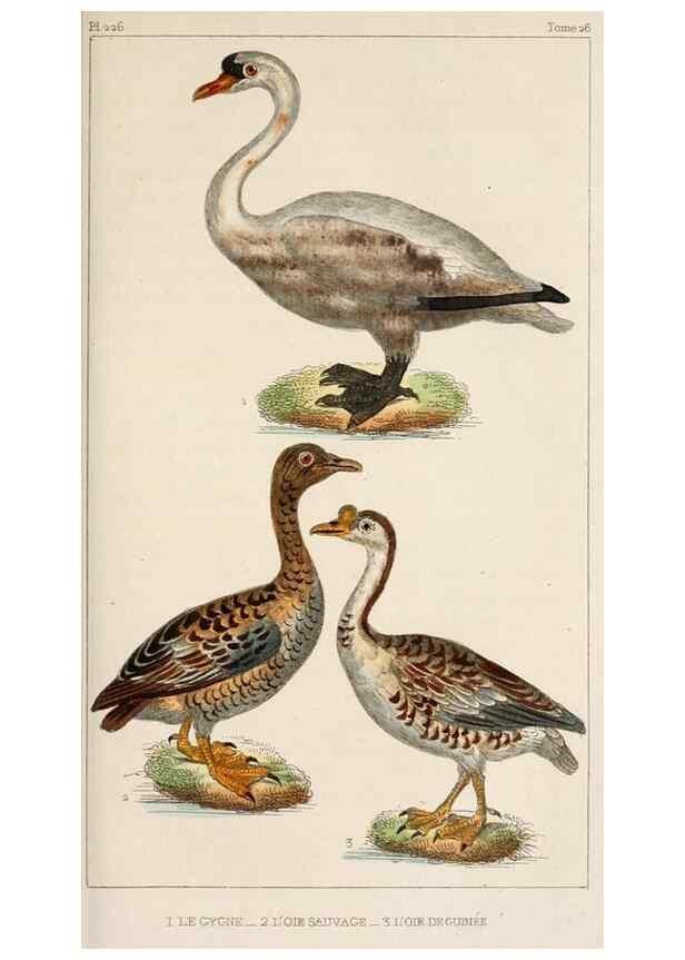Reproducción/Reproduction 25389656062: Oeuvres complètes de Buffon,. Paris,F.D. Pillot,1830-32 [v. 1, 1831]