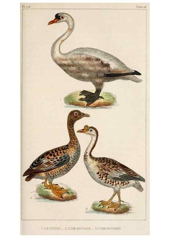 Reproducción/Reproduction 25389656062: Oeuvres complètes de Buffon,. Paris,F.D. Pillot,1830-32 [v. 1, 1831]