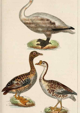 Reproducción/Reproduction 25389656062: Oeuvres complètes de Buffon,. Paris,F.D. Pillot,1830-32 [v. 1, 1831]