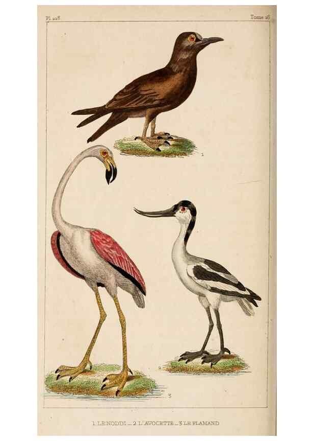 Reproducción/Reproduction 25508138805: Oeuvres complètes de Buffon,. Paris,F.D. Pillot,1830-32 [v. 1, 1831]