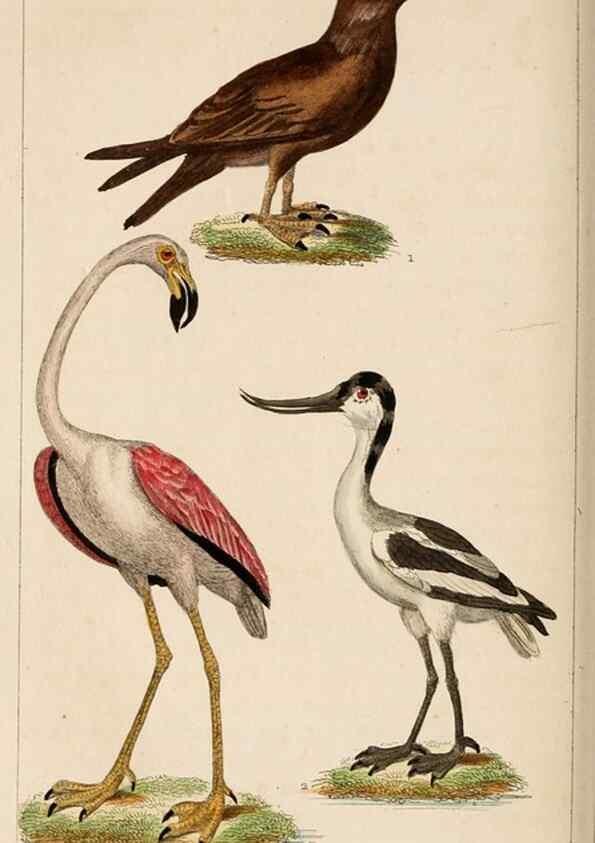 Reproducción/Reproduction 25508138805: Oeuvres complètes de Buffon,. Paris,F.D. Pillot,1830-32 [v. 1, 1831]