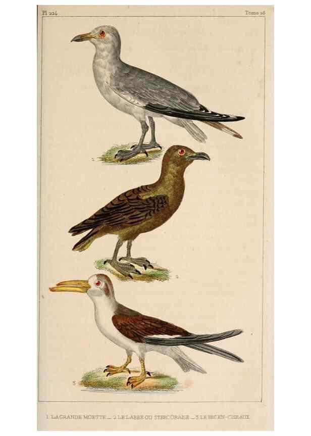 Reproducción/Reproduction 25482024256: Oeuvres complètes de Buffon,. Paris,F.D. Pillot,1830-32 [v. 1, 1831]